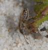 Nysius sp.